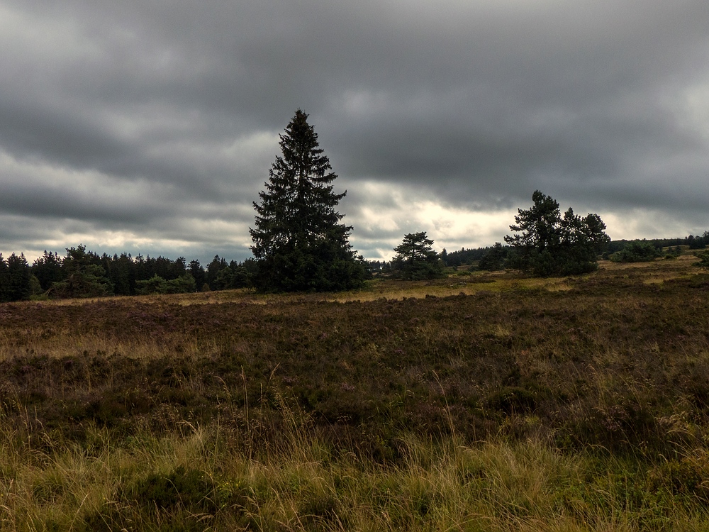 Dunkle Wolken über der Hochheide