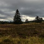 Dunkle Wolken über der Hochheide