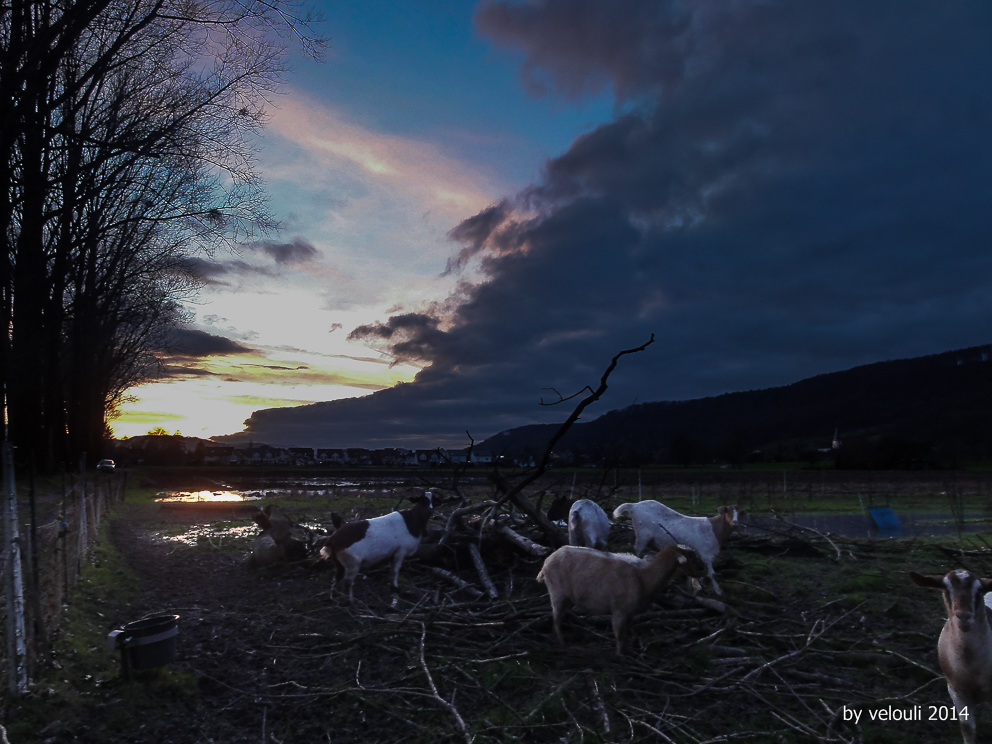 dunkle Wolken über der Weide