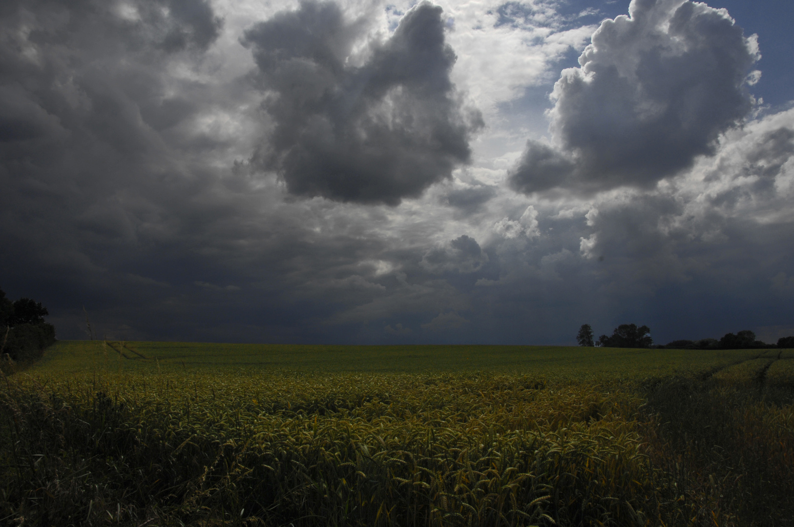 Dunkle Wolken über einem Kornfeld in Schleswig-Holstein