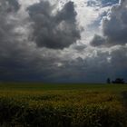 Dunkle Wolken über einem Kornfeld in Schleswig-Holstein