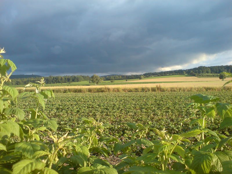 Dunkle Wolken über sonnigem Feld