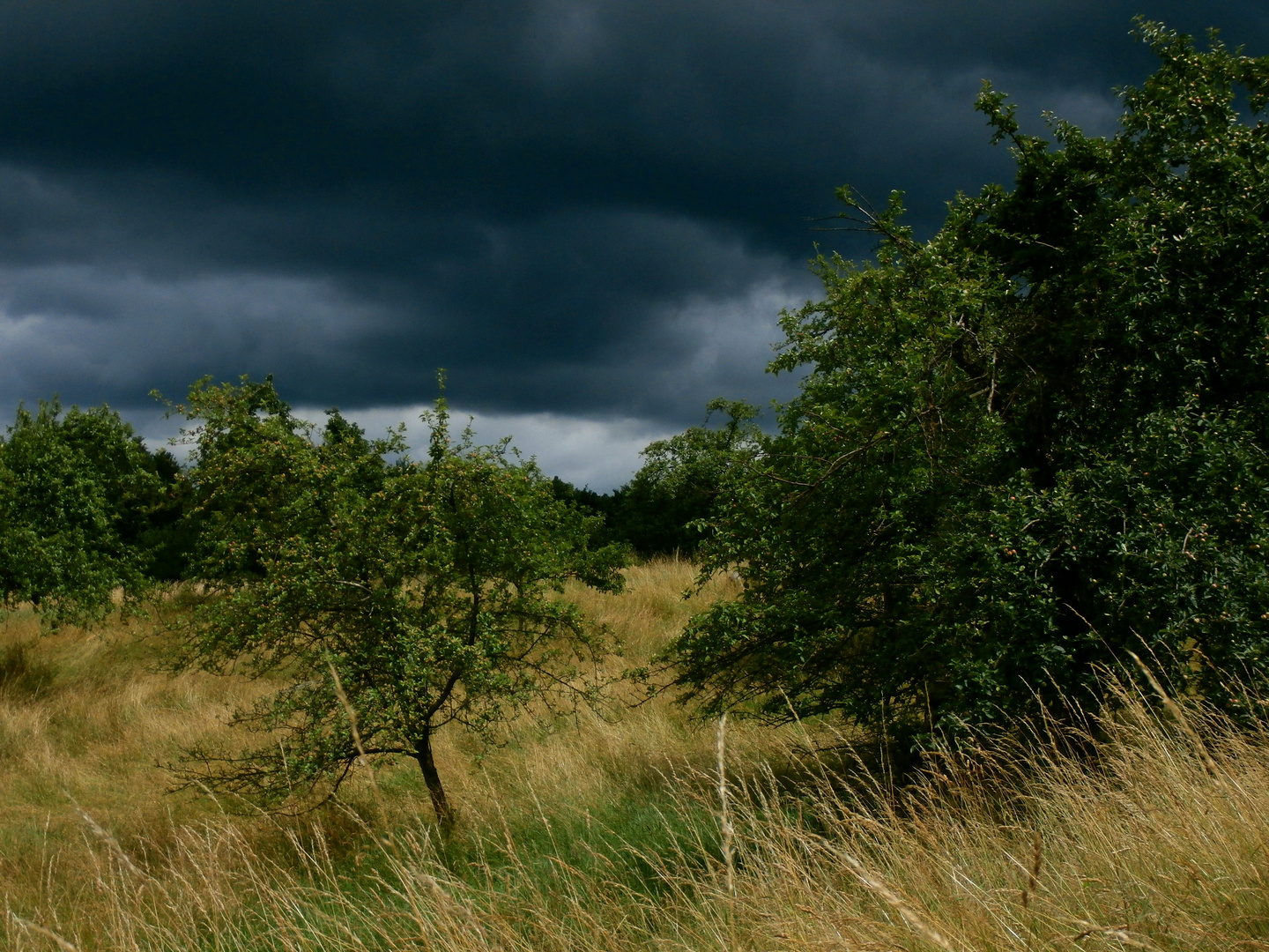 Dunkle Wolken über trockenem Gras / Ruhe vor dem Sturm P6230986