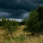 Dunkle Wolken über trockenem Gras / Ruhe vor dem Sturm P6230986