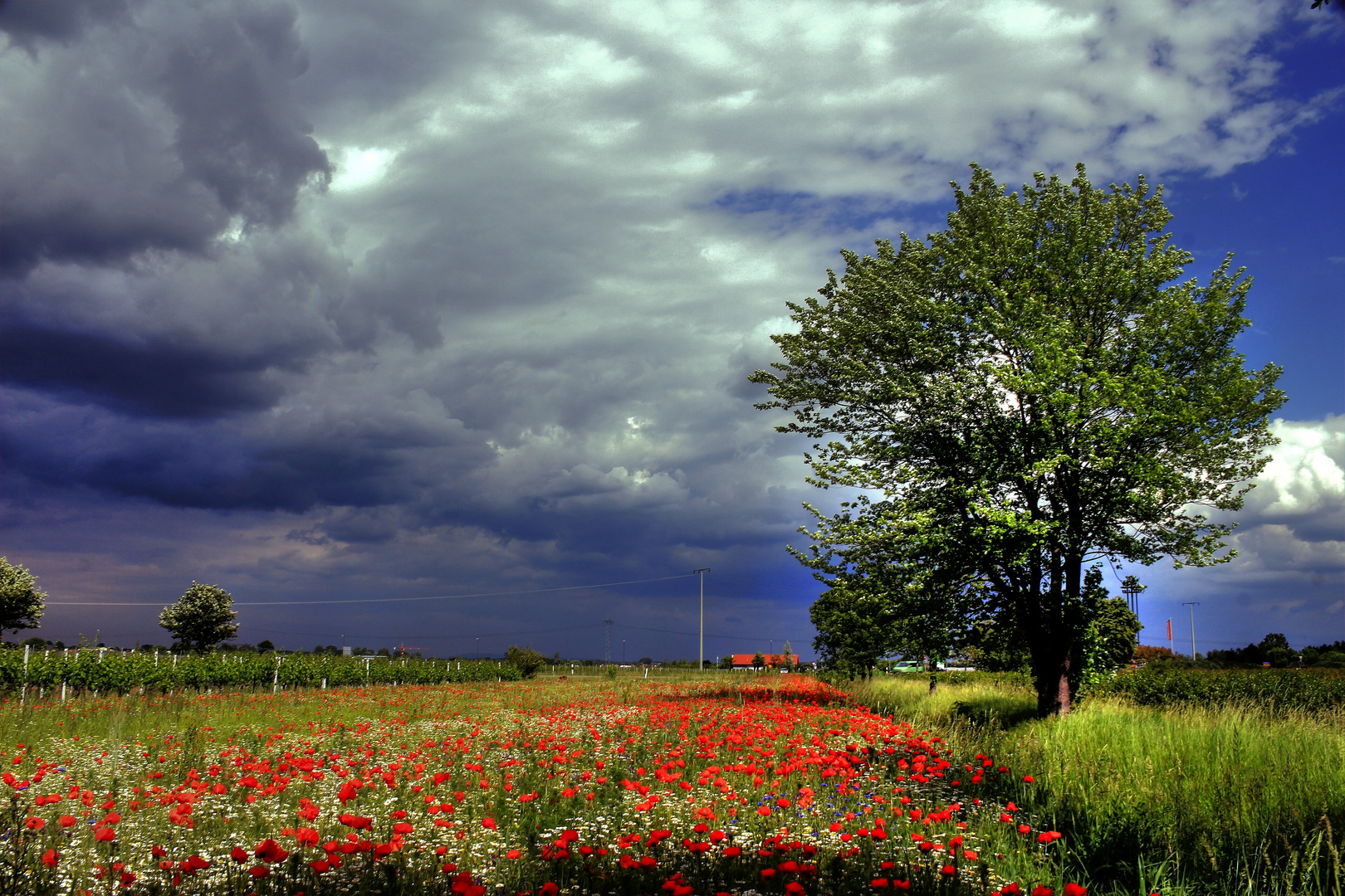 Dunkle Wolken überm Mohnfeld