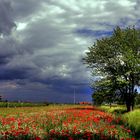 Dunkle Wolken überm Mohnfeld