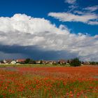 Dunkle Wolken überm Mohnfeld