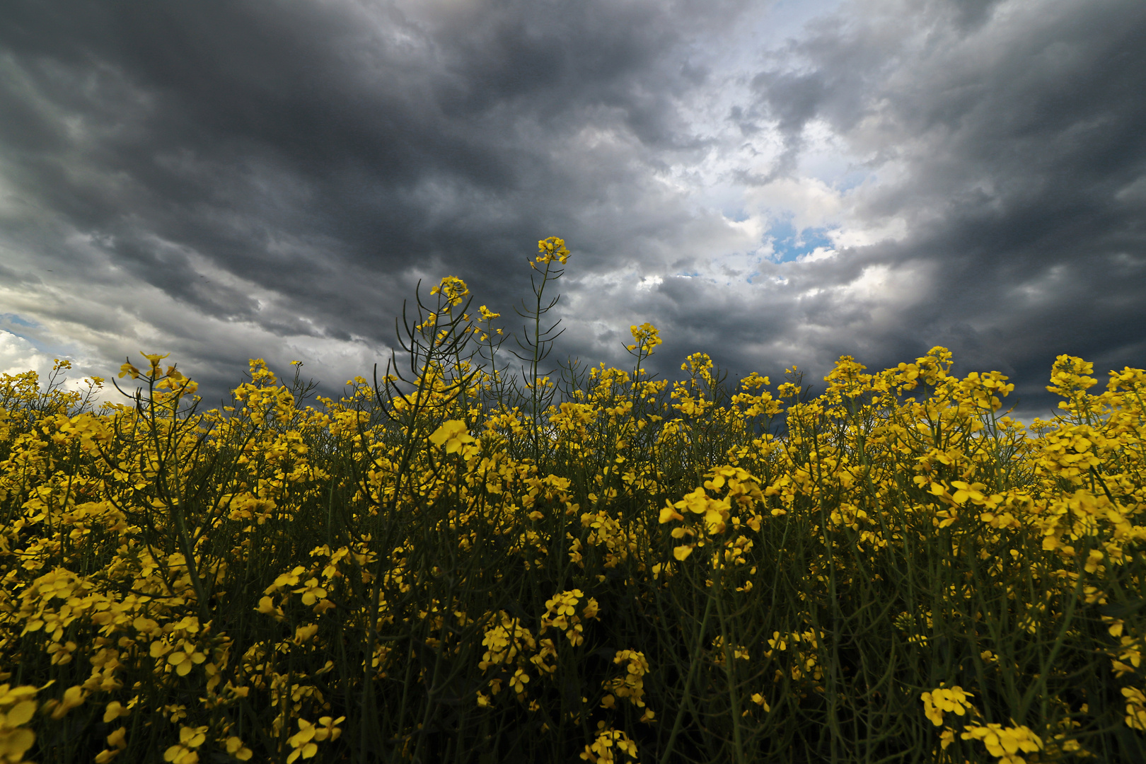 Dunkle Wolken überm Rapsfeld