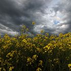 Dunkle Wolken überm Rapsfeld