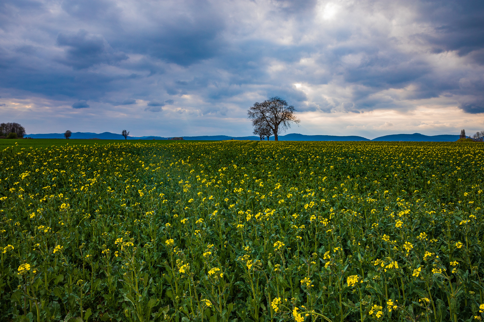 Dunkle Wolken überm Rapsfeld