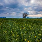 Dunkle Wolken überm Rapsfeld