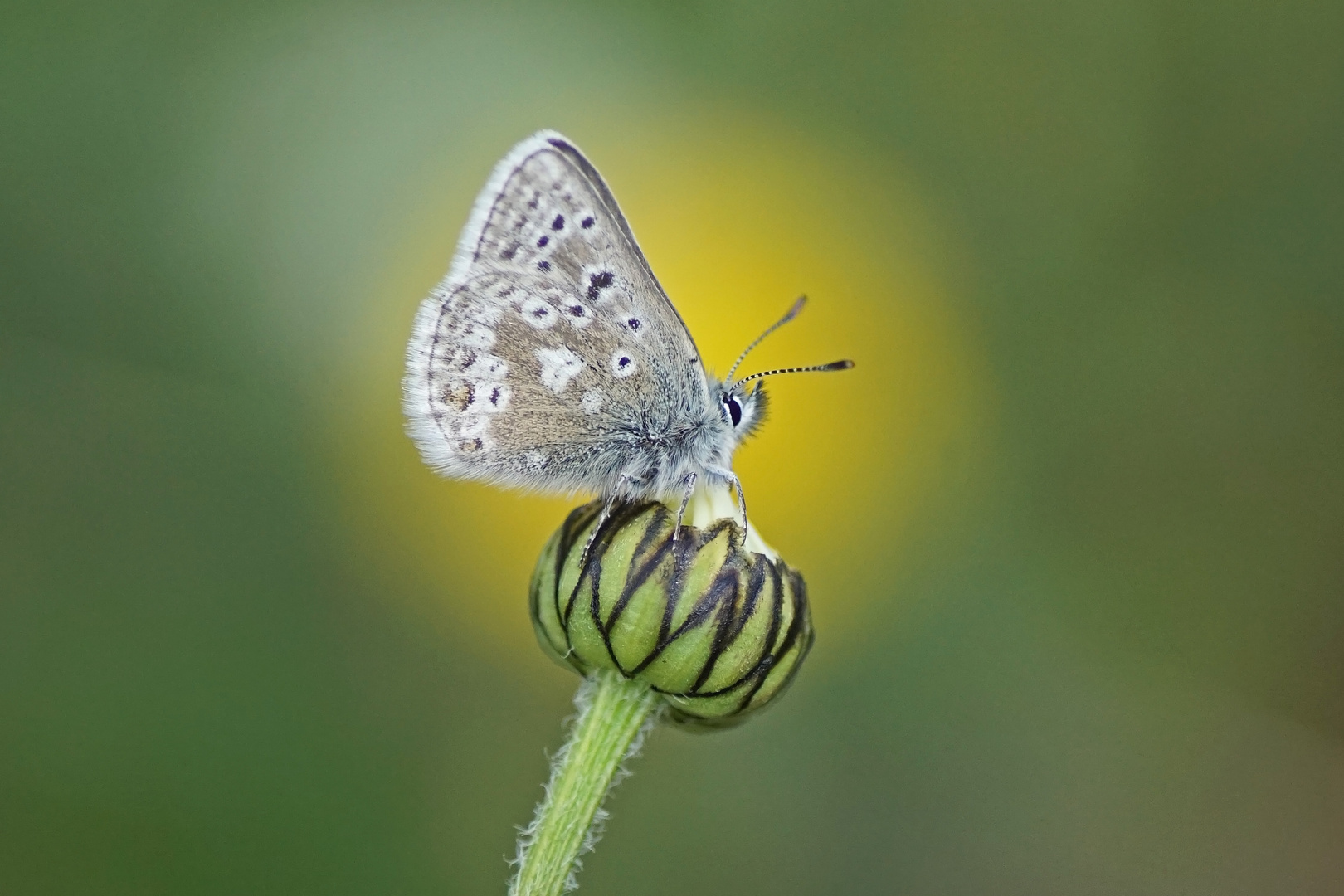 Dunkler Alpenbläuling (Agriades glandon)