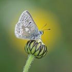 Dunkler Alpenbläuling (Agriades glandon)