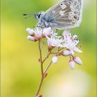 Dunkler Alpenbläuling (Plebejus glandon)