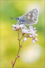 Dunkler Alpenbläuling (Plebejus glandon)