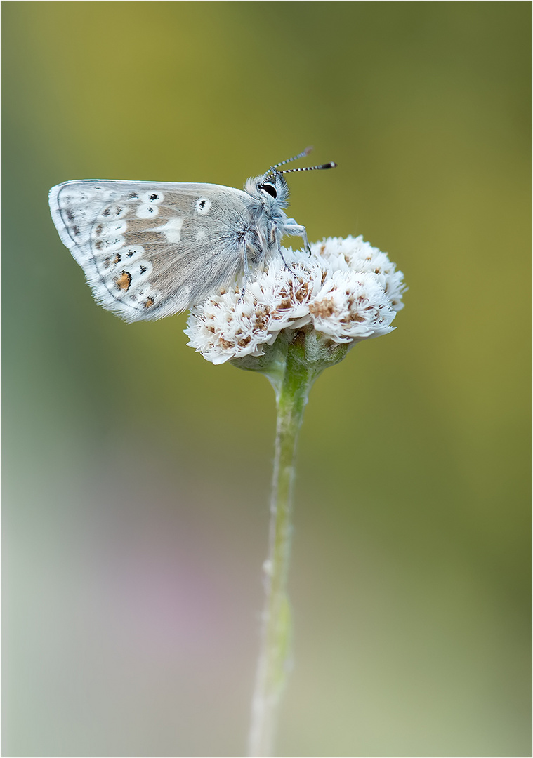 Dunkler Alpenbläuling / Plebejus glandon