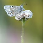 Dunkler Alpenbläuling / Plebejus glandon