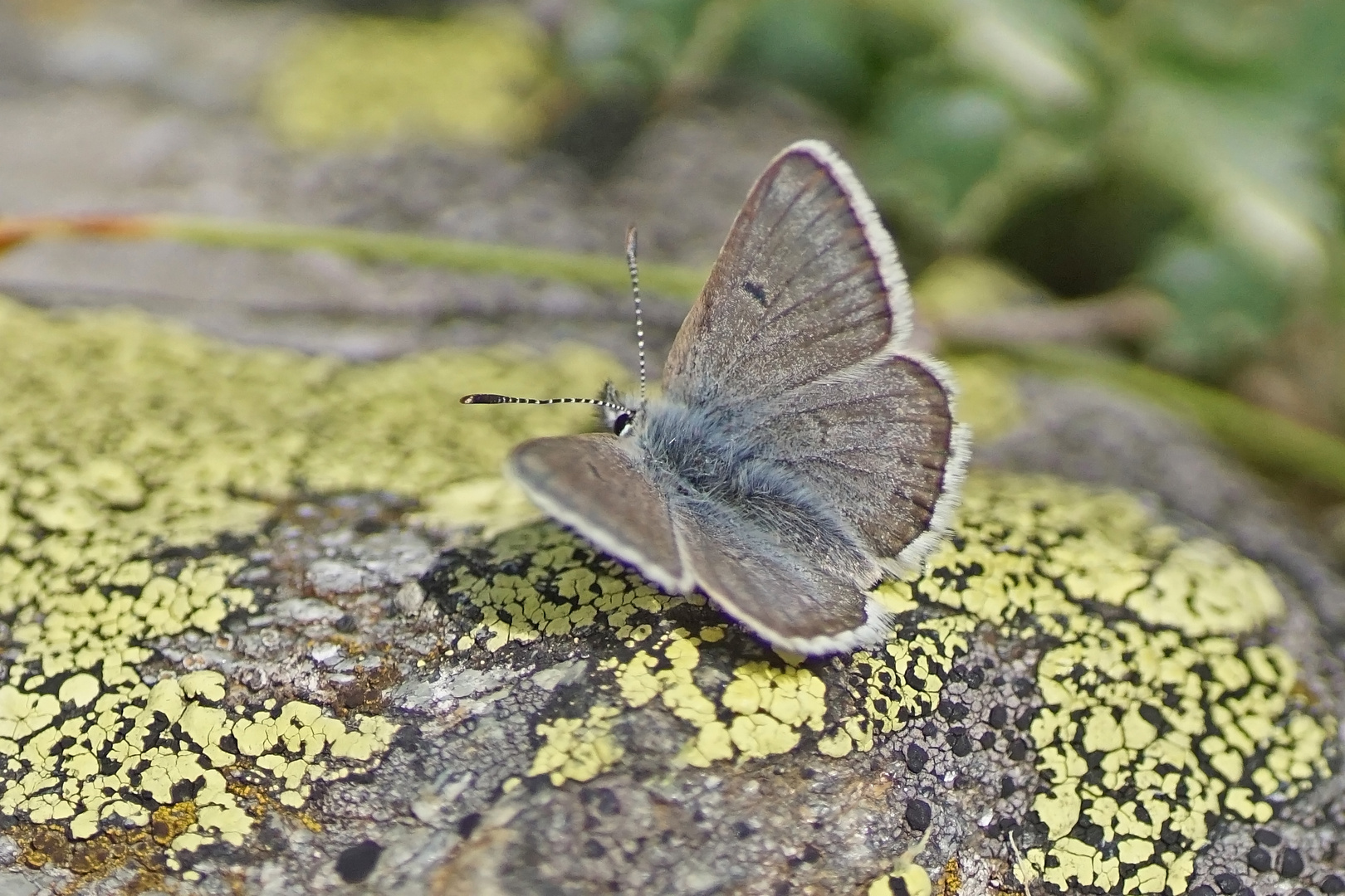 Dunkler Alpenbläuling (Plebejus glandon), Männchen