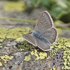 Dunkler Alpenbläuling (Plebejus glandon), Männchen