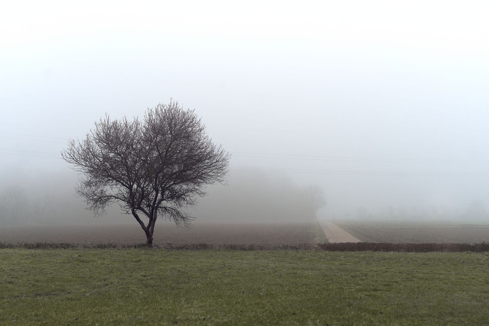 Dunkler Baum