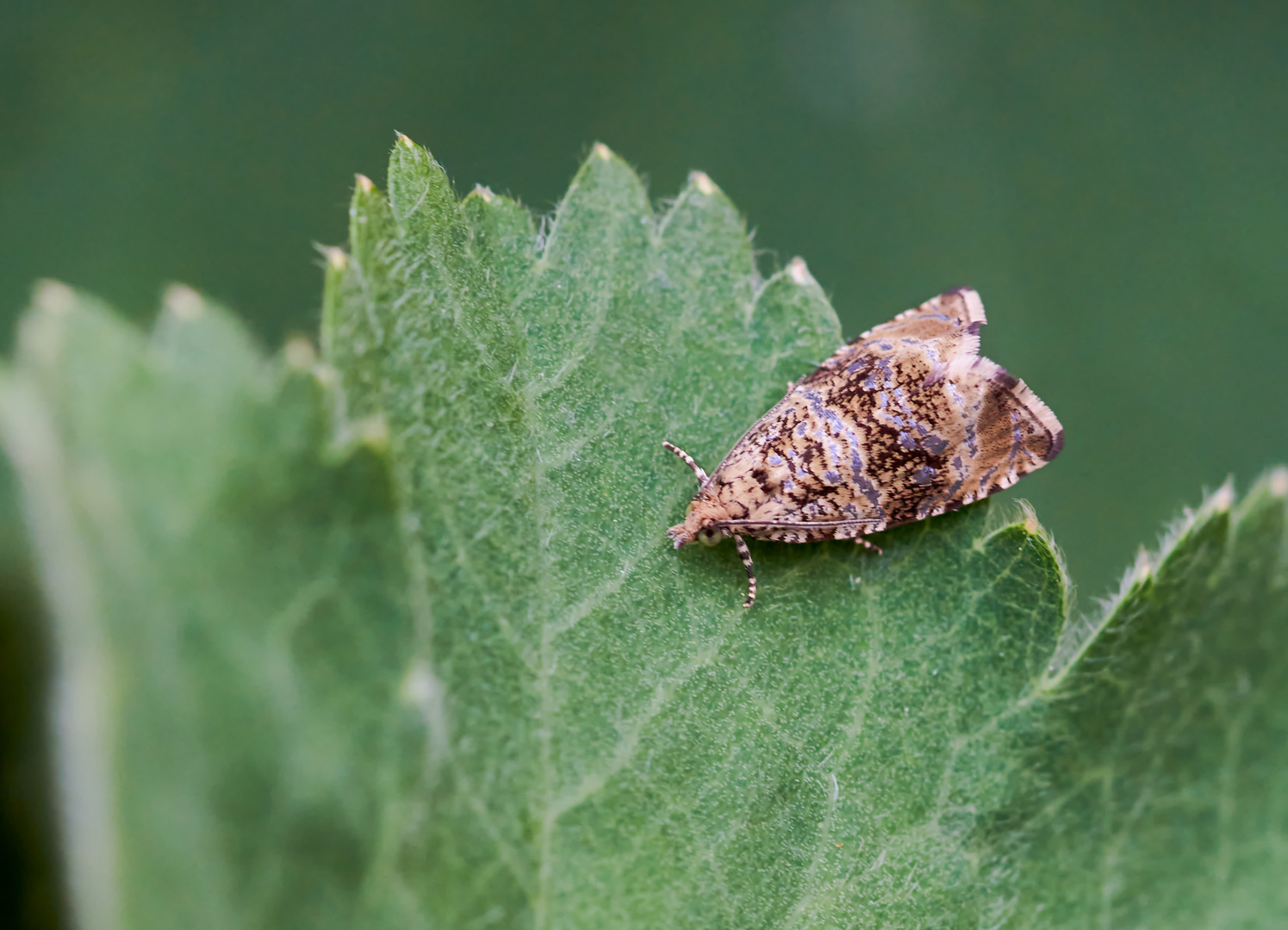 Dunkler Brennnessel-Wickler (Celypha lacunana)