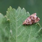 Dunkler Brennnessel-Wickler (Celypha lacunana)