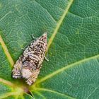 Dunkler Brennnessel-Wickler (Celypha lacunana)