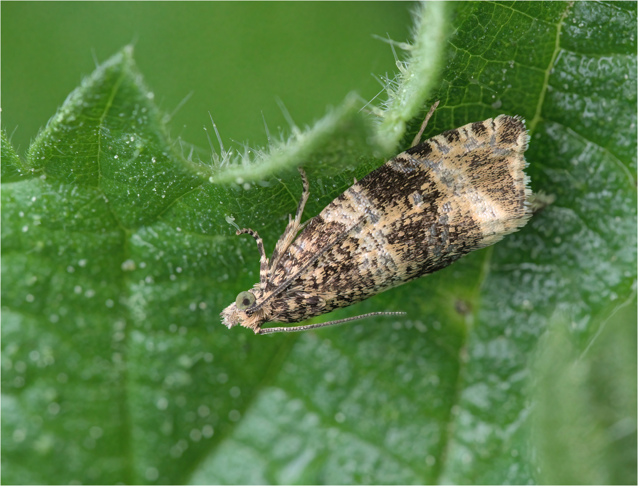 Dunkler Brennnessel-Wickler (Celypha lacunana)