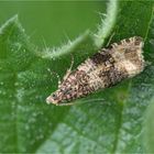 Dunkler Brennnessel-Wickler (Celypha lacunana)