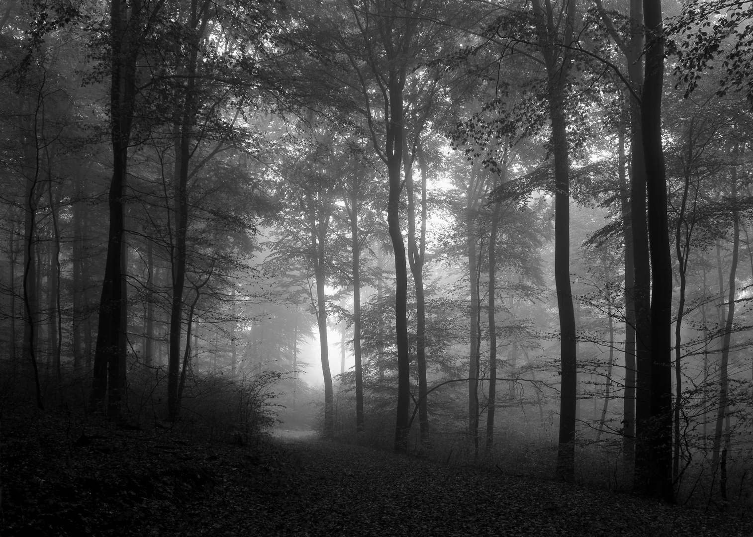 Dunkler Buchenwald im Nebel,  im Naturpark Arnsberger Wald sw