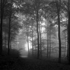 Dunkler Buchenwald im Nebel,  im Naturpark Arnsberger Wald sw