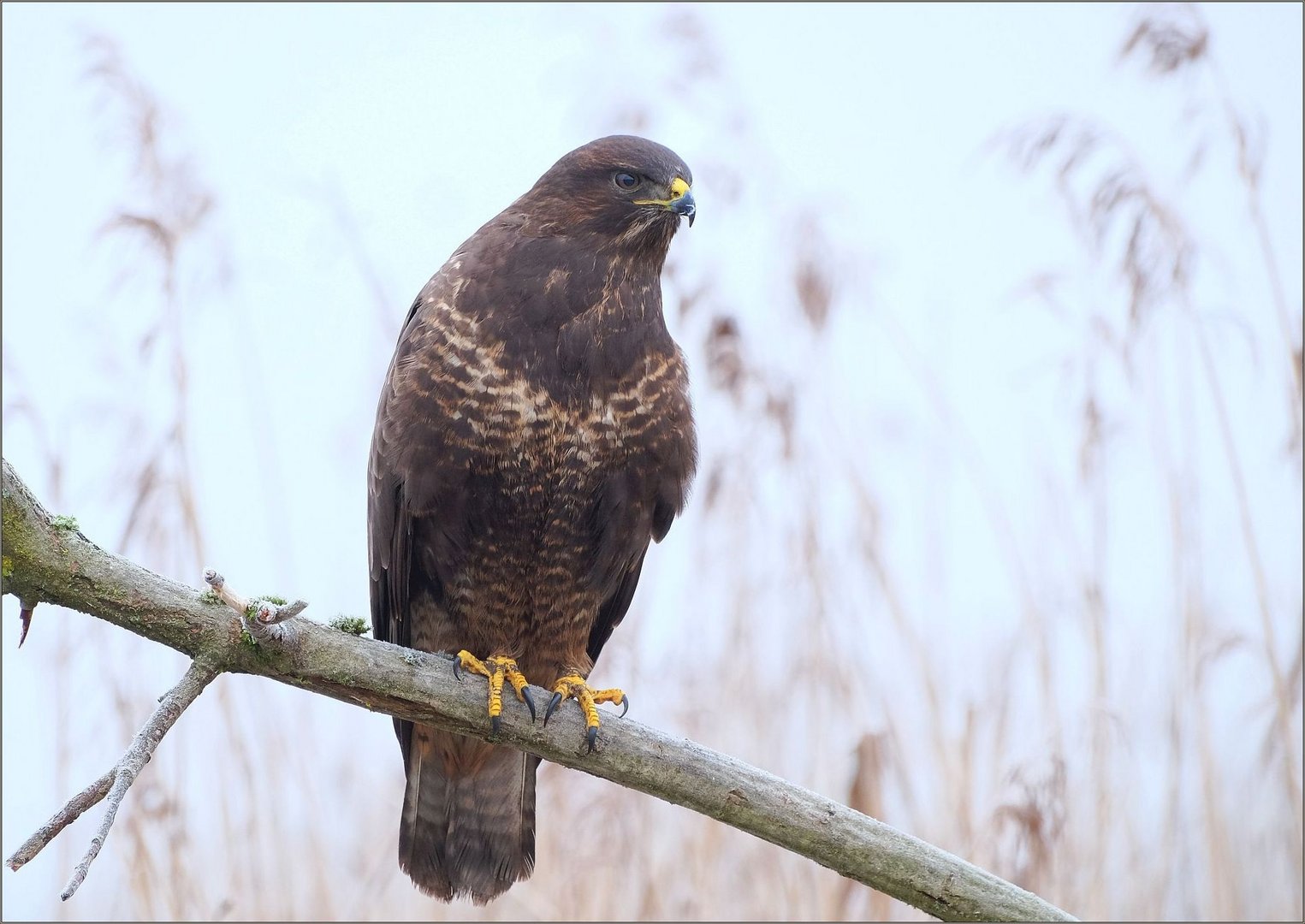 Dunkler Bussard