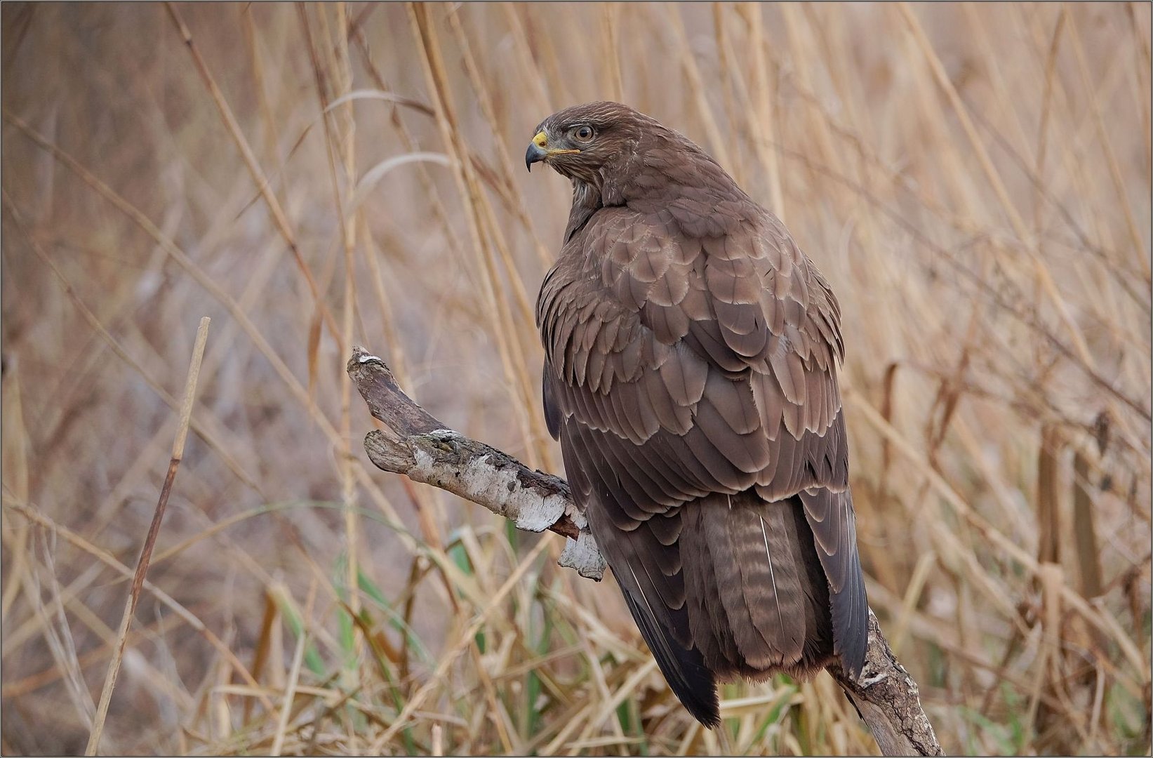 dunkler Bussard