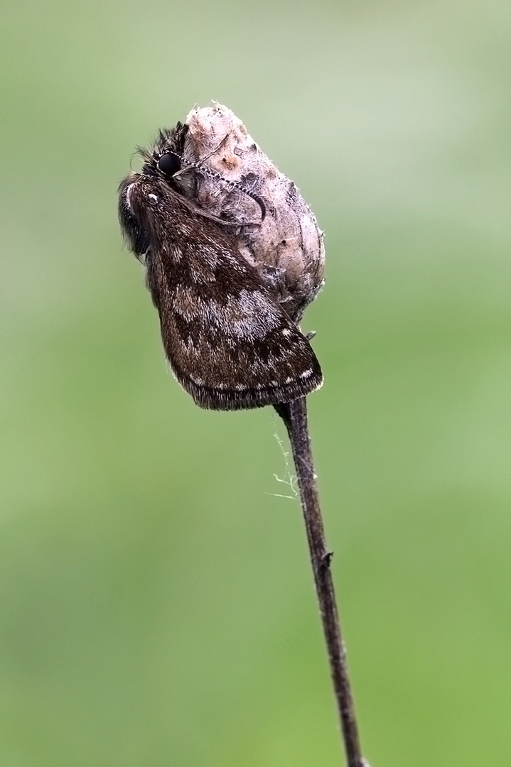 Dunkler Dickkopffalter