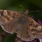 Dunkler Dickkopffalter (Erynnis tages)