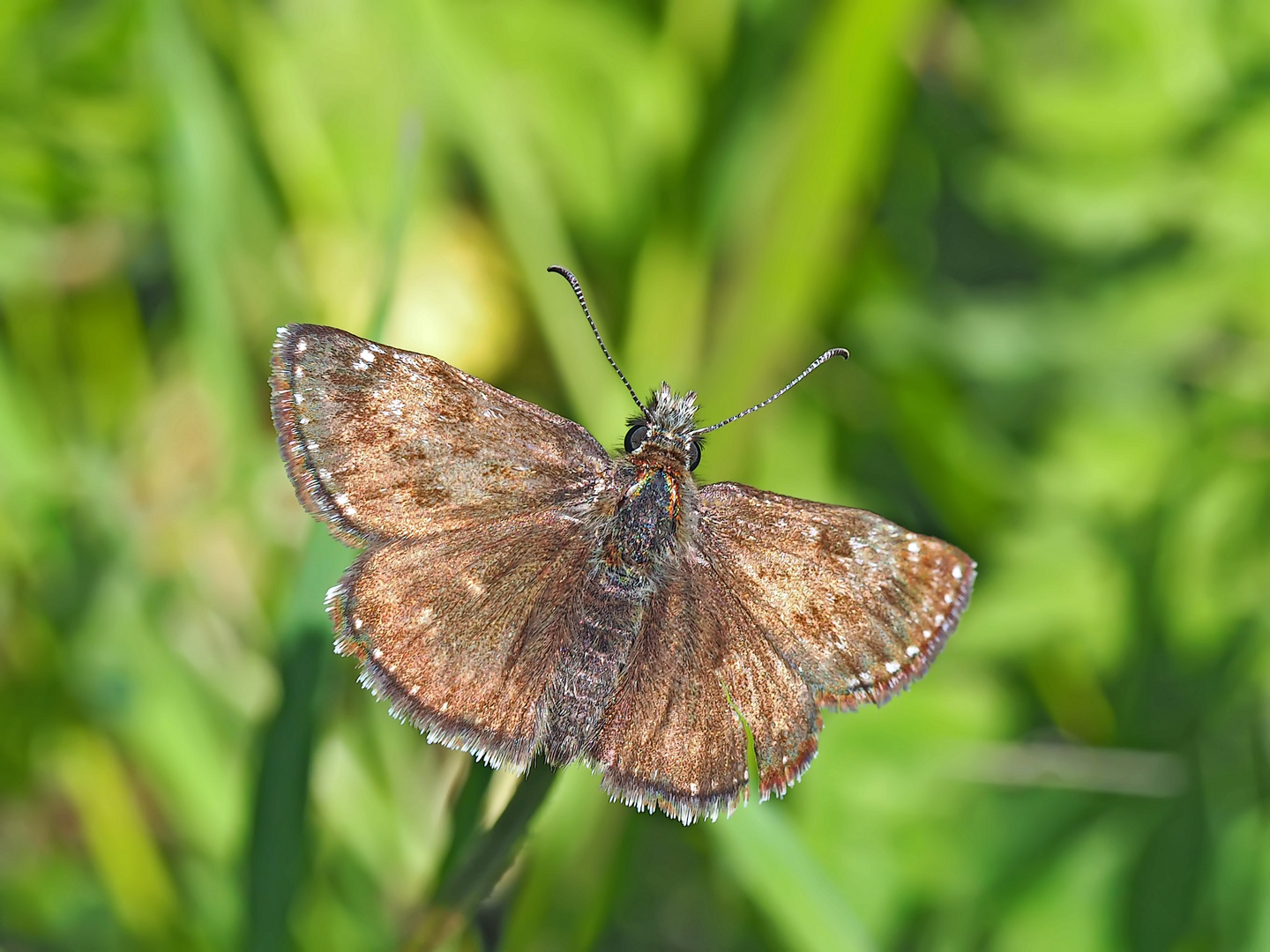 Dunkler Dickkopffalter  (Erynnis tages) - Le Point-de-Hongrie.