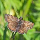 Dunkler Dickkopffalter  (Erynnis tages) - Le Point-de-Hongrie.