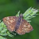 Dunkler Dickkopffalter (Erynnis tages) - Le Point-de-Hongrie.