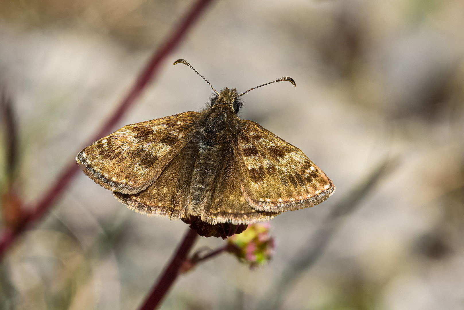 Dunkler Dickkopffalter ruht auf Kleinem Wiesenknopf