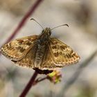 Dunkler Dickkopffalter ruht auf Kleinem Wiesenknopf