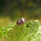 Dunkler Dickwanst (Eysarcoris fabricii) - auch wieder da ...