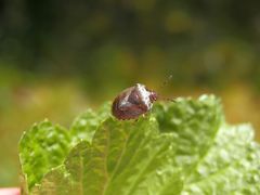 Dunkler Dickwanst (Eysarcoris fabricii) - auch wieder da ...