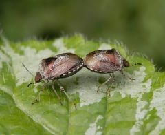 Dunkler Dickwanst (Eysarcoris fabricii) bei der Paarung