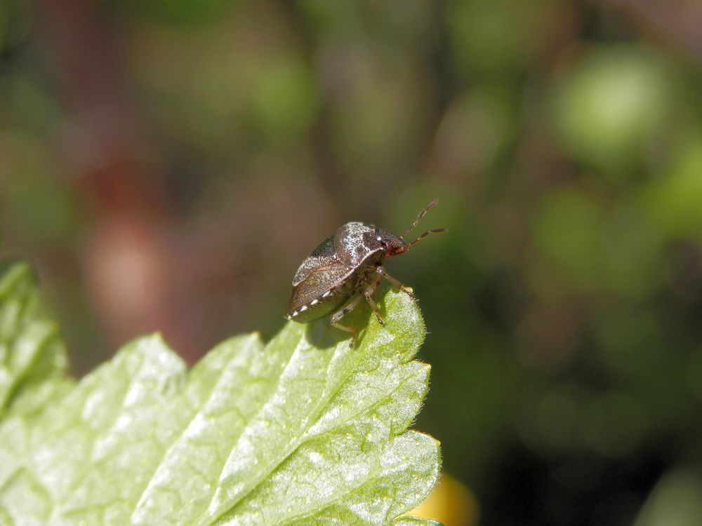 Dunkler Dickwanst (Eysarcoris fabricii) - klein und pummelig