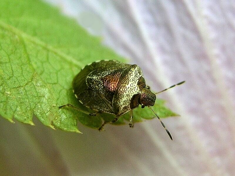 Dunkler Dickwanst = Eysarcoris venustissimus (E. fabricii)