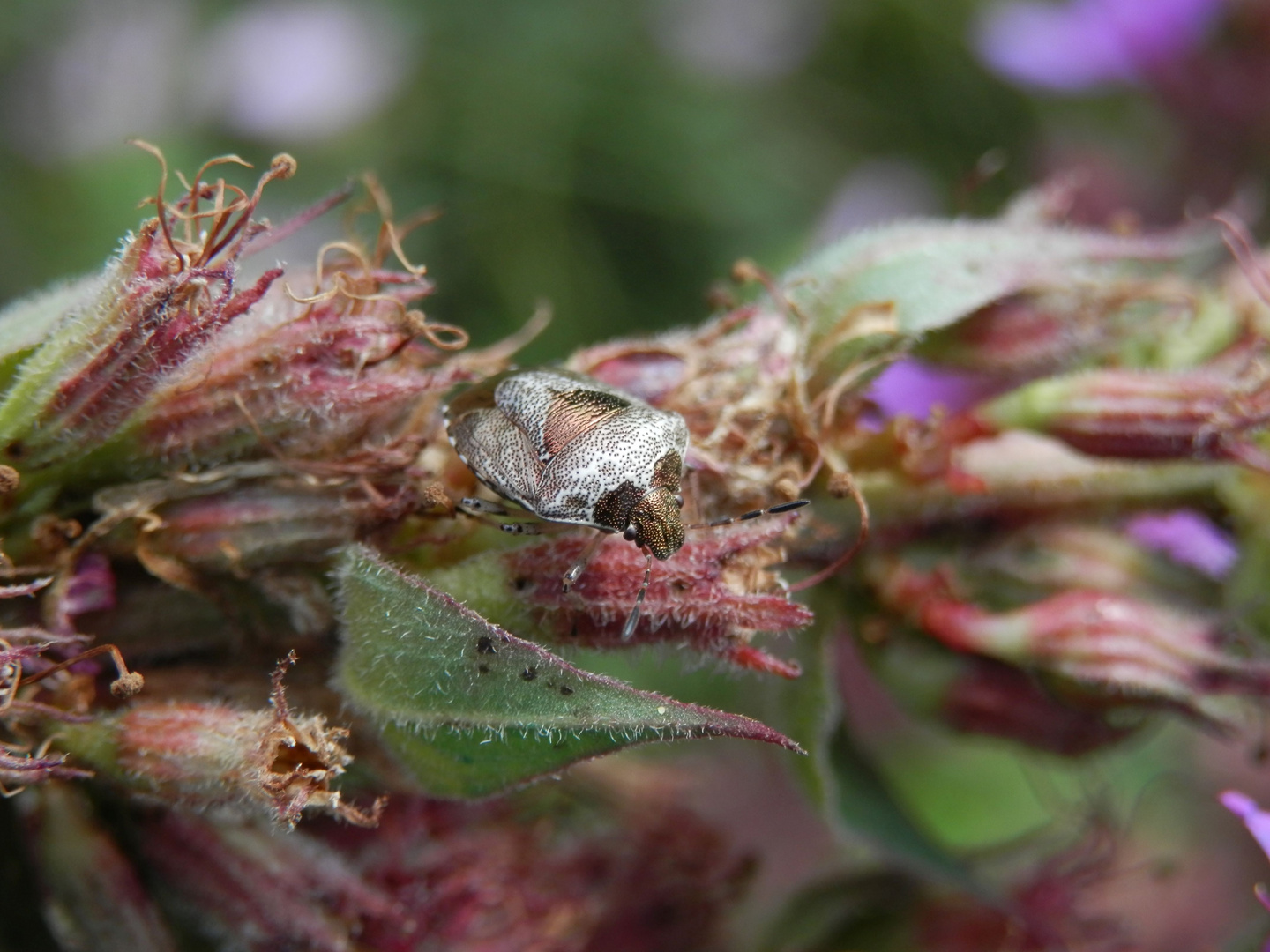 Dunkler Dickwanst (Eysarcoris venustissimus) im heimischen Garten