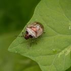 Dunkler Dickwanst (Eysarcoris venustissimus) im heimischen Garten