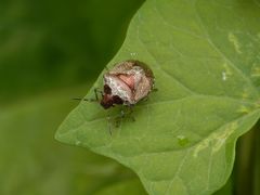 Dunkler Dickwanst (Eysarcoris venustissimus) im heimischen Garten