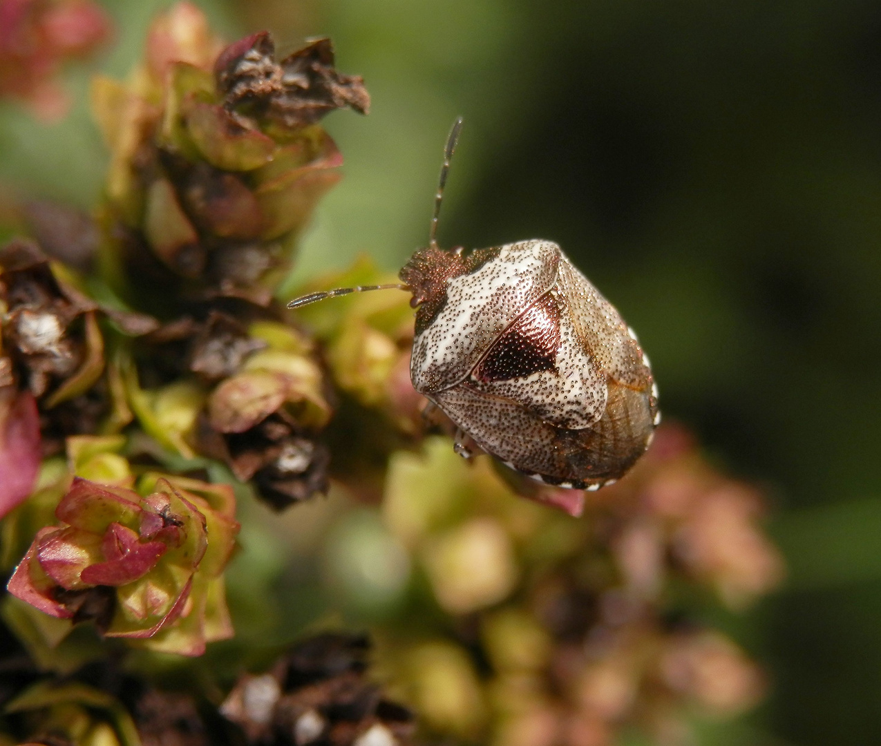 Dunkler Dickwanst (Eysarcoris venustissimus) im heimischen Garten