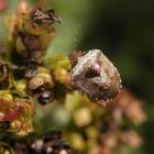 Dunkler Dickwanst (Eysarcoris venustissimus) im heimischen Garten